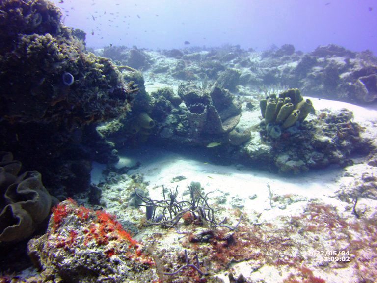 scuba diving on Cozumel