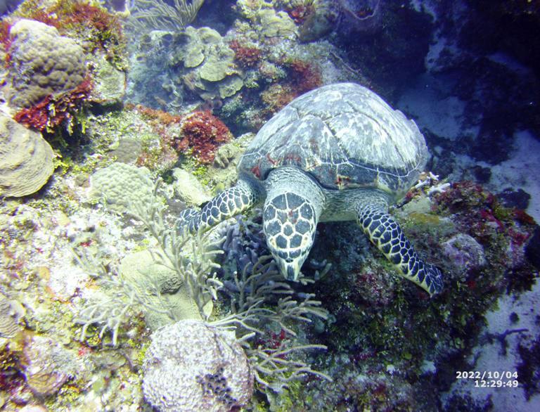 Cozumel scuba diving Turtle while scuba diving on Cozumel's reef