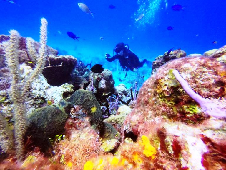 Kathy owner Amigos Hostel Cozumel diving