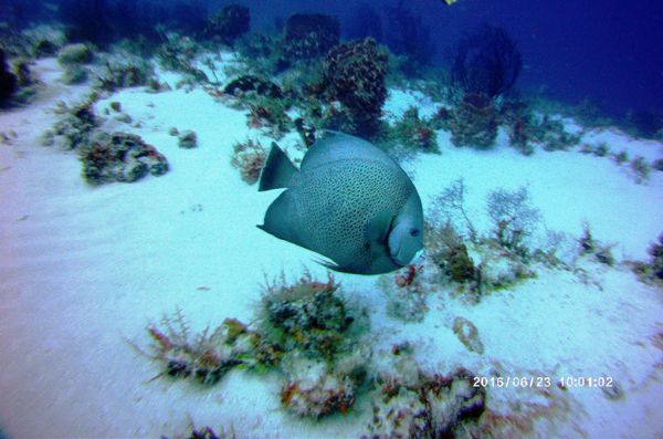 cozumel scuba diving anglefish on the reefs of Cozumel