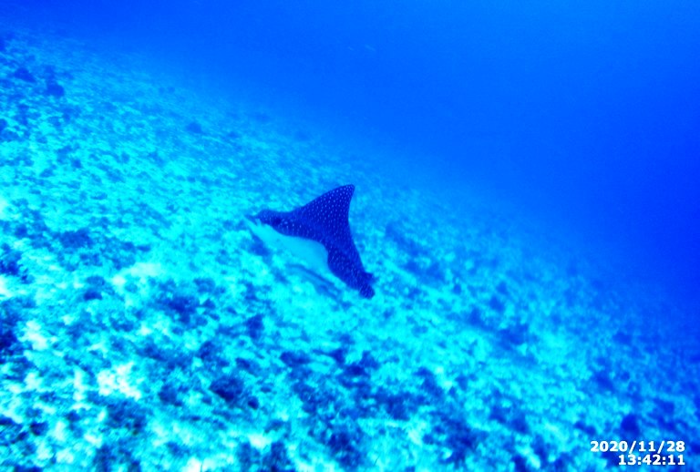 cozumel scuba diving spotted eagle ray  on the reef