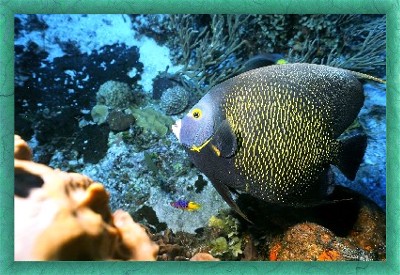 cozumel scuba diving anglefish on the reefs of Cozumel