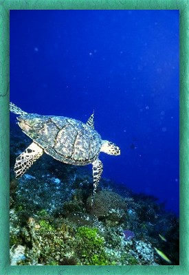 Cozumel scuba diving Turtle while scuba diving on Cozumel's reef